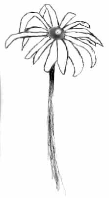 cone flower yellow sketch