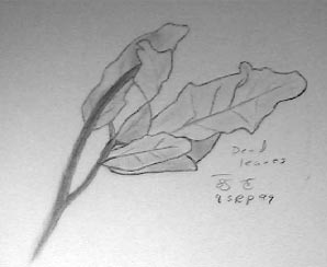 dead leaves