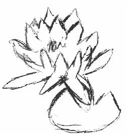 water lilly sketch